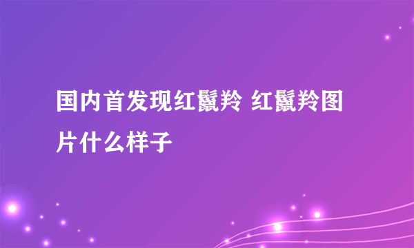 国内首发现红鬣羚 红鬣羚图片什么样子