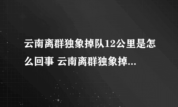 云南离群独象掉队12公里是怎么回事 云南离群独象掉队12公里具体情况