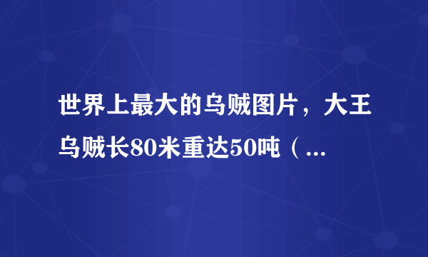 世界上最大的乌贼图片，大王乌贼长80米重达50吨（常与鲸鱼搏斗）