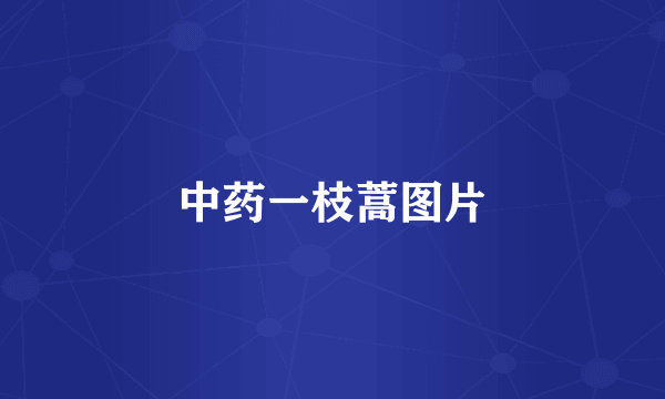中药一枝蒿图片