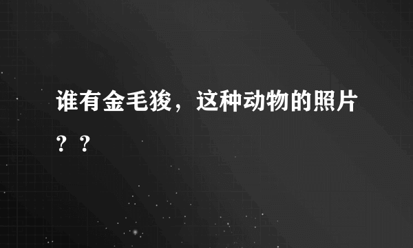 谁有金毛狻，这种动物的照片？？