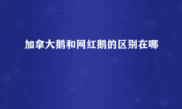 加拿大鹅和网红鹅的区别在哪