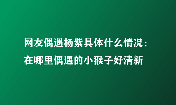 网友偶遇杨紫具体什么情况：在哪里偶遇的小猴子好清新