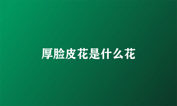 厚脸皮花是什么花