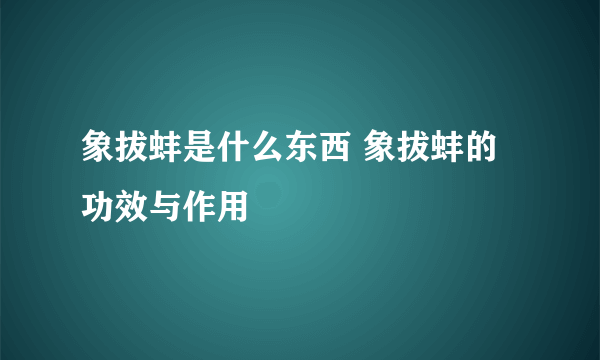象拔蚌是什么东西 象拔蚌的功效与作用