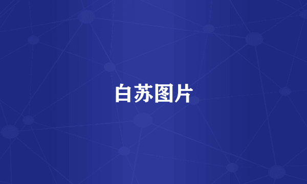 白苏图片