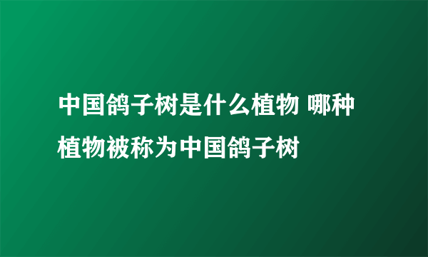 中国鸽子树是什么植物 哪种植物被称为中国鸽子树