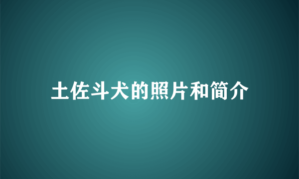 土佐斗犬的照片和简介