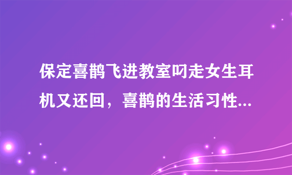 保定喜鹊飞进教室叼走女生耳机又还回，喜鹊的生活习性有哪些？