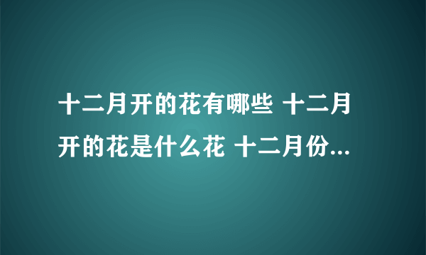 十二月开的花有哪些 十二月开的花是什么花 十二月份有什么花开