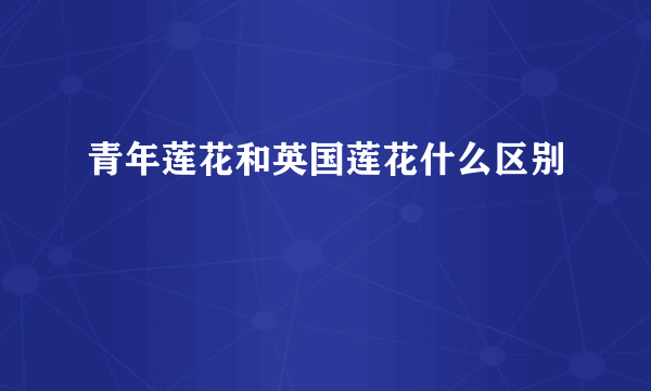 青年莲花和英国莲花什么区别