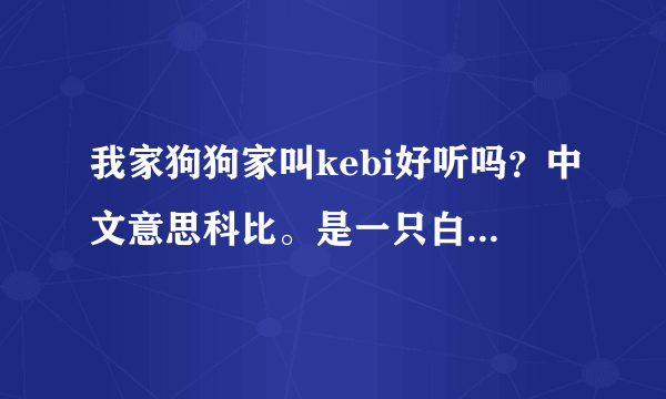 我家狗狗家叫kebi好听吗？中文意思科比。是一只白色小博美？