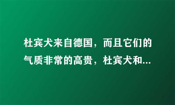 杜宾犬来自德国，而且它们的气质非常的高贵，杜宾犬和罗威纳哪个好？