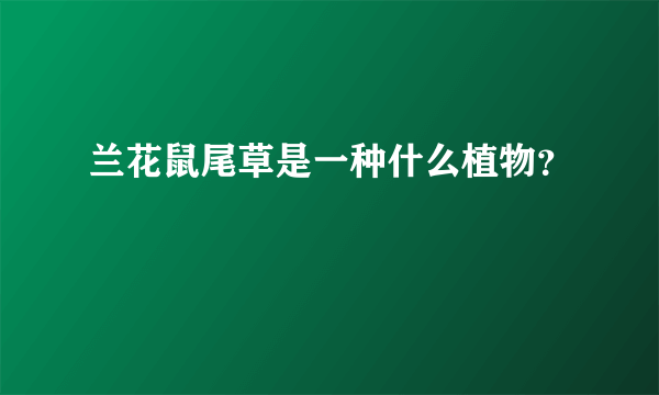 兰花鼠尾草是一种什么植物？