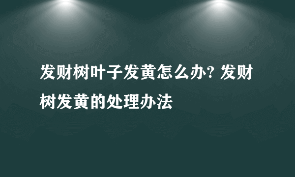 发财树叶子发黄怎么办? 发财树发黄的处理办法