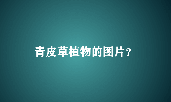 青皮草植物的图片？