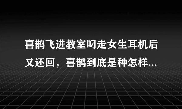 喜鹊飞进教室叼走女生耳机后又还回，喜鹊到底是种怎样的生物？