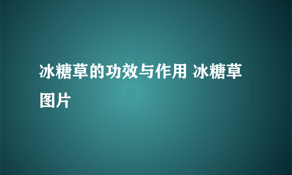 冰糖草的功效与作用 冰糖草图片