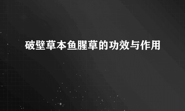 破壁草本鱼腥草的功效与作用