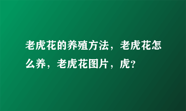 老虎花的养殖方法，老虎花怎么养，老虎花图片，虎？