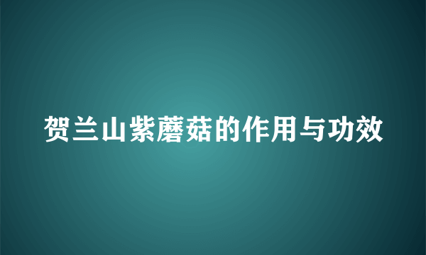 贺兰山紫蘑菇的作用与功效