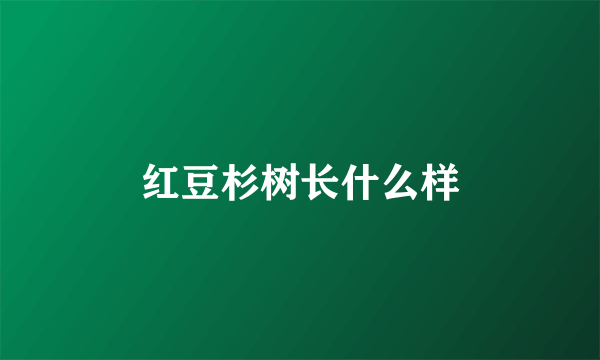 红豆杉树长什么样