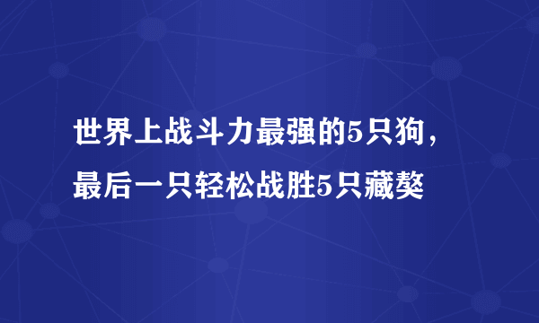 世界上战斗力最强的5只狗，最后一只轻松战胜5只藏獒